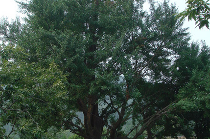 唐山禅林寺古银杏风景园