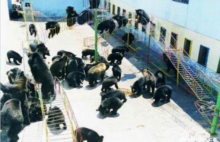 牡丹江黑宝熊乐园