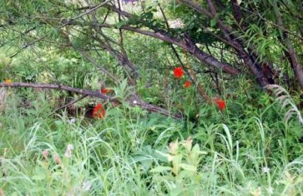 呼伦贝尔绰源生态旅游区