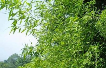 宣城茂林风景区