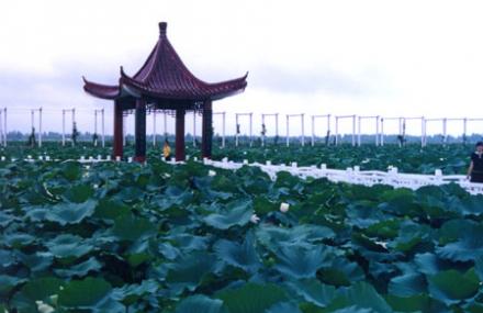淮安荷花荡