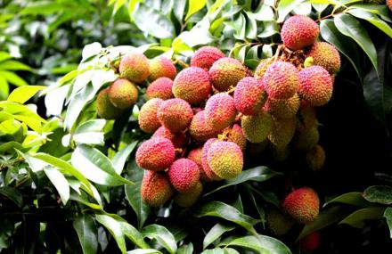 三亚热带百果园