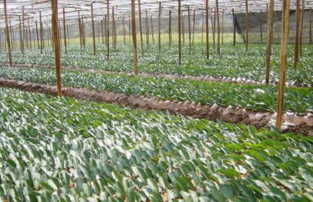 上饶金山生态茶叶观光园