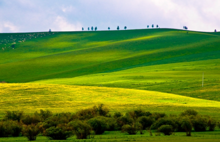 呼伦贝尔巴彦呼硕草原