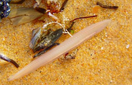 厦门海洋珍稀物种自然保护区