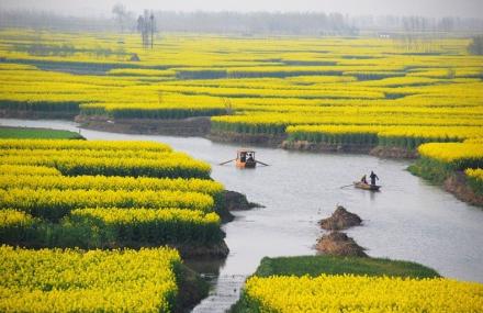 泰州千岛菜花风景区