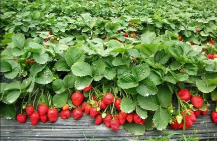 深圳南澳生态园