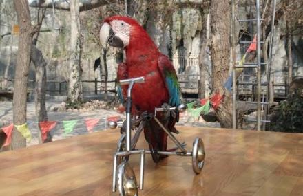 青岛百雀林生态观光园