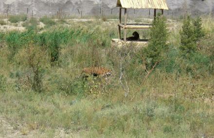 乌鲁木齐天山野生动物园