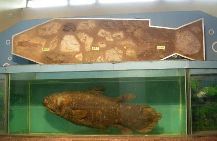 北京中国古动物馆