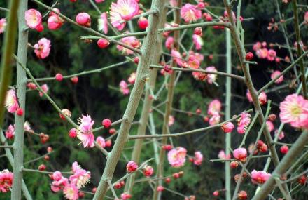 洛阳隋唐城遗址植物园