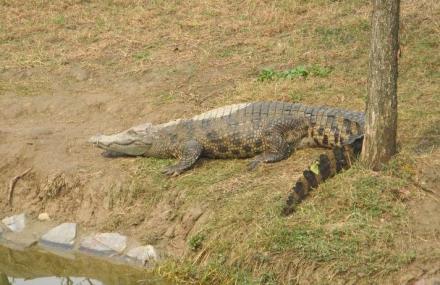 常州奥金鳄鱼乐园