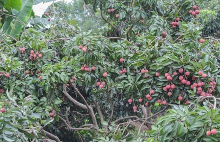 广州增城文化公园