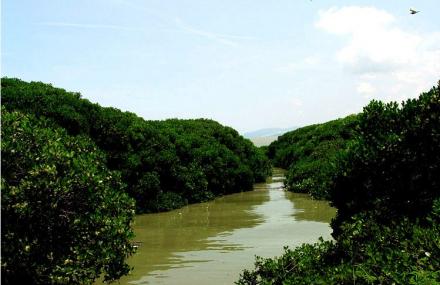 深圳内伶仃福田保护区