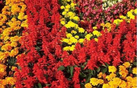 南宁金花茶公园