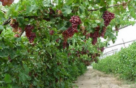 银川玉泉葡萄庄园