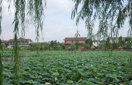 百色田东十里莲塘