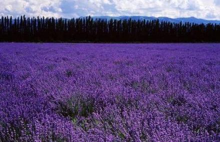 伊犁霍城县解忧公主薫衣草园