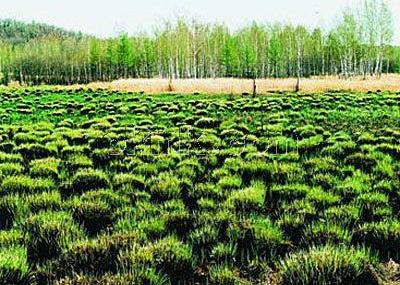 哈尔滨三精制药工业园区