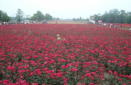 成都天府玫瑰谷