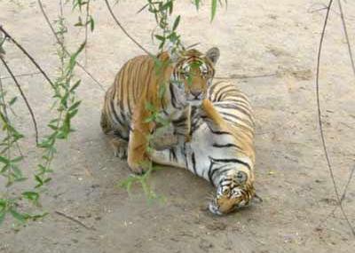 哈尔滨东北虎林园