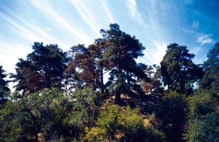 呼伦贝尔海拉尔国家森林公园