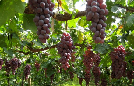 北京绿富隆观光园