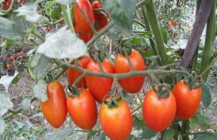 石河子高新农业技术示范园区