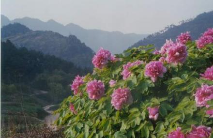 重庆牡丹生态旅游区