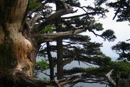 大理东山国家森林公园