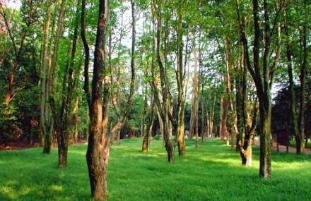 吉林舒兰森林公园