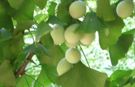 临沂新村银杏园