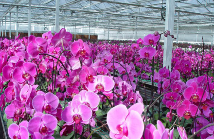 定西三易花卉园