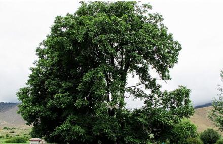 林芝千年核桃民俗村