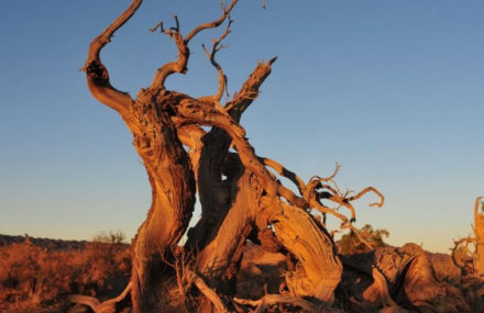 昌吉胡杨林鸣沙山