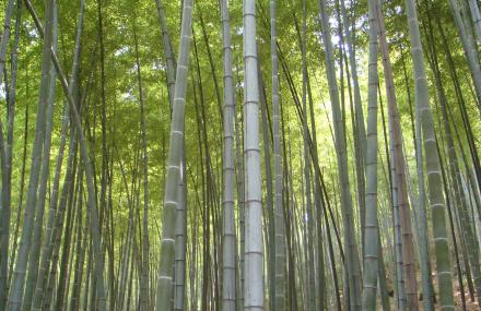 六安裕安区竹海景区