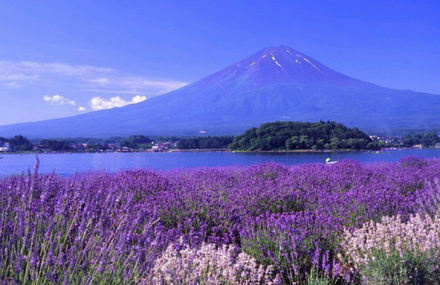 清远薰衣草世界