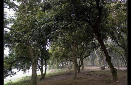 泸州张坝桂圆林