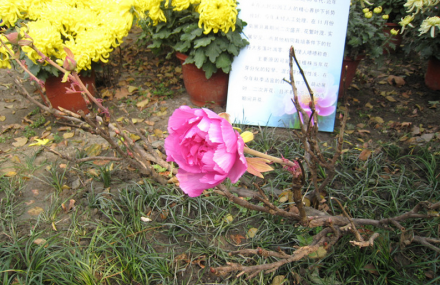 盐城枯枝牡丹园