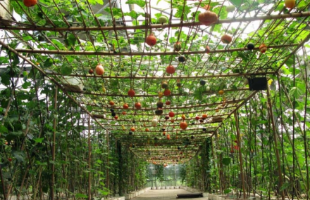 徐州农润观光园