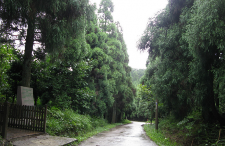 丽水大山峰森林公园