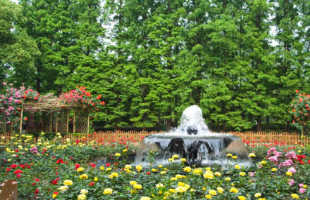 宿迁泗阳县月季园