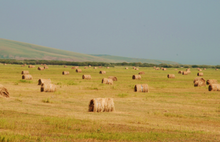 呼伦贝尔弘吉刺部