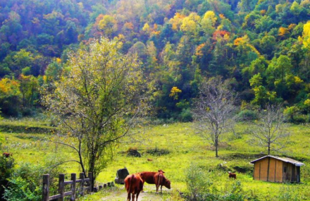 宝鸡黄柏塬原生态风景区