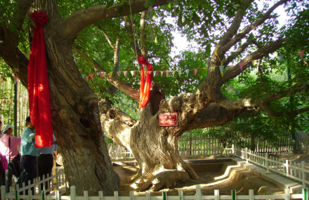 喀什核桃七仙园