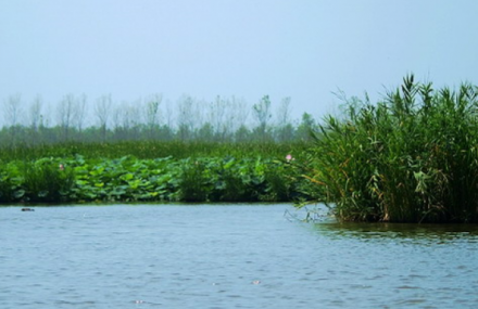 扬州射阳湖荷园生态旅游区