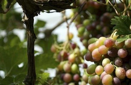 阿勒泰农业科技示范园