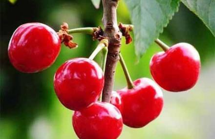 许昌花都樱桃观光采摘游