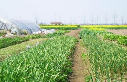 南通九发绿色休闲农庄