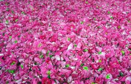 乌鲁木齐天牧玫瑰园